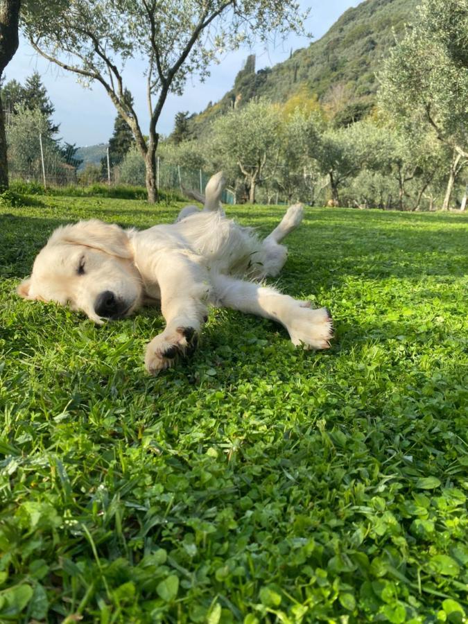 קמאיורה Sotto Il Cielo Di Toscana Appartamenti In Tenuta Only Adults No Pet מראה חיצוני תמונה