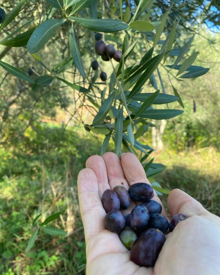 קמאיורה Sotto Il Cielo Di Toscana Appartamenti In Tenuta Only Adults No Pet מראה חיצוני תמונה
