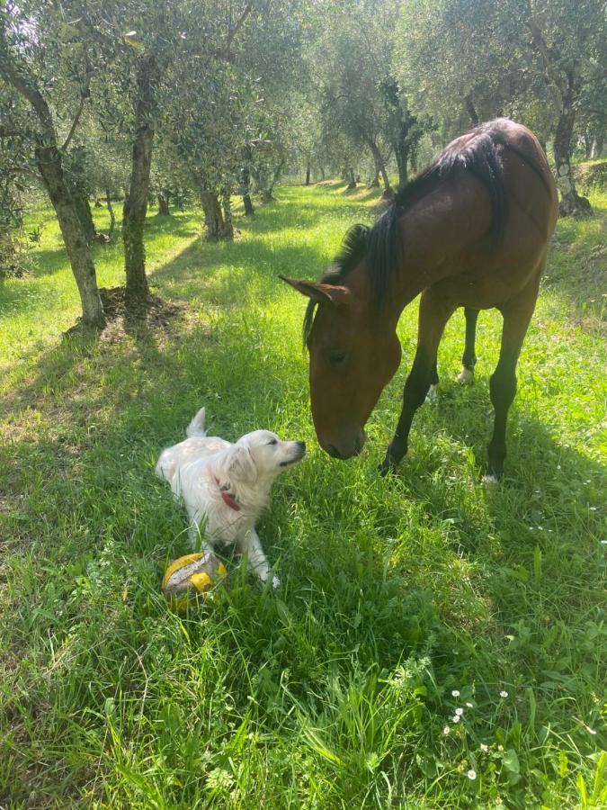 קמאיורה Sotto Il Cielo Di Toscana Appartamenti In Tenuta Only Adults No Pet מראה חיצוני תמונה